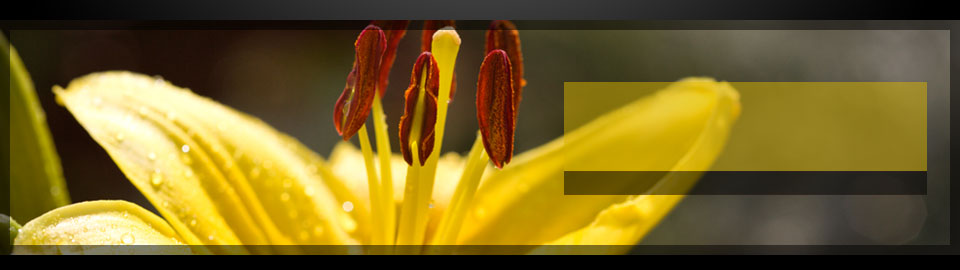 Header Graphic